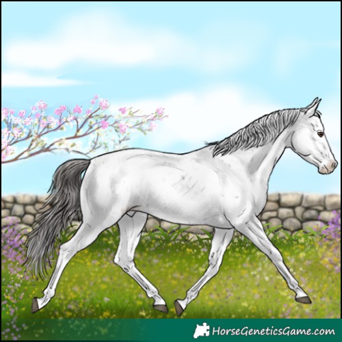 Horse Color:Liver Chestnut Sabino Splash Appaloosa 