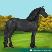 Horse Color:Black 