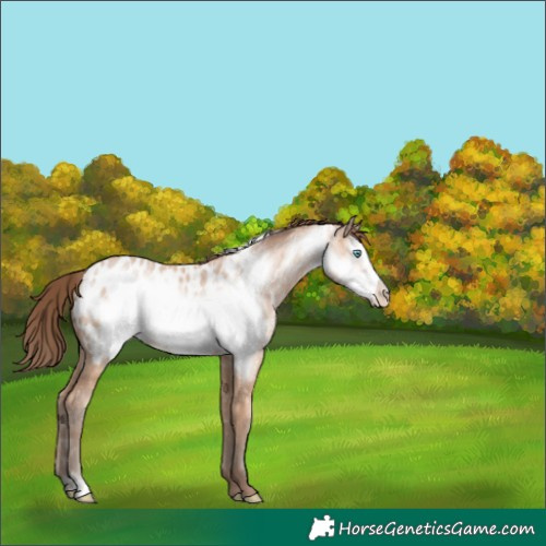 Horse Color:Amber Champagne Ice Frame Appaloosa 