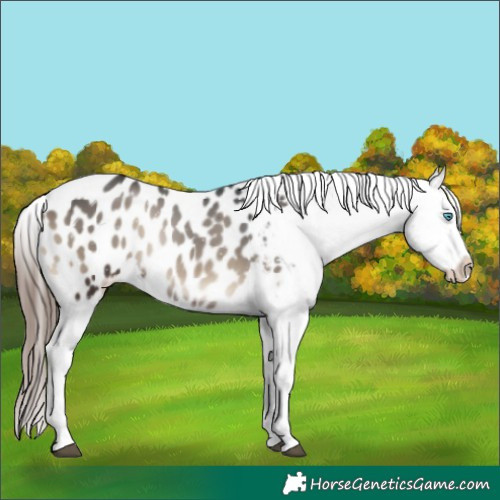 Horse Color:Blue Onyx Splash Appaloosa 