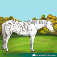 Horse Color:Blue Onyx Splash Appaloosa 