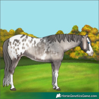 Horse Color:Blue Onyx Splash Appaloosa 