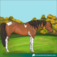 Horse Color:Bay Tobiano 