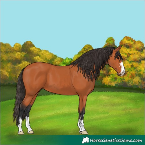 Horse Color:Bay 