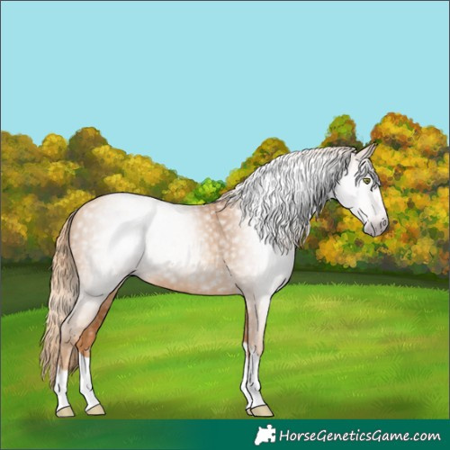 Horse Color:Gray Gold Champagne