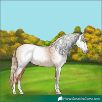Horse Color:Gray Gold Champagne