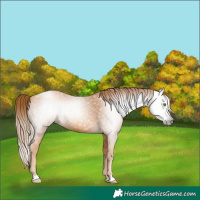 Horse Color:Gray Gold Champagne 