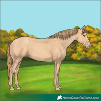 Horse Color:Gold Champagne