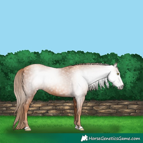 Horse Color:Gray Gold Champagne