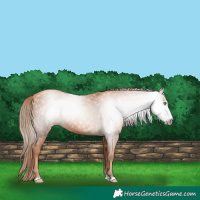 Horse Color:Gray Gold Champagne 