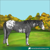 Horse Color:Black Sabino Splash Appaloosa