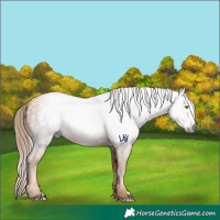 Horse Color:Gray Gold Champagne