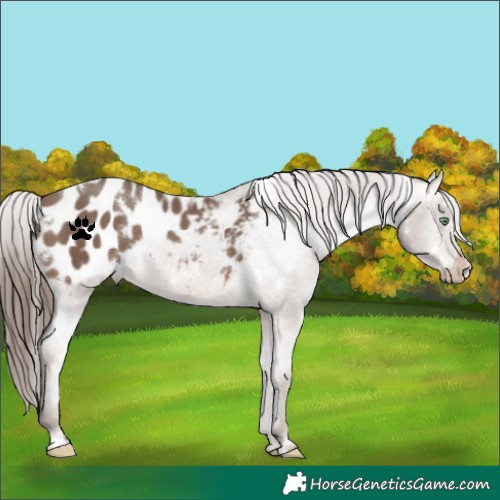 Horse Color:White Spotted Sable Champagne Appaloosa 