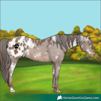 Horse Color:White Spotted Sable Champagne Appaloosa