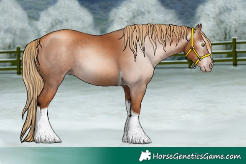 Horse Color:Gray Gold Champagne Tobiano 