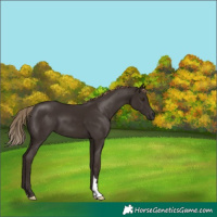 Horse Color:Liver Chestnut 