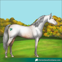 Horse Color:Gray Amber Champagne 