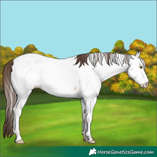 Horse Color:Amber Champagne Roan Appaloosa
