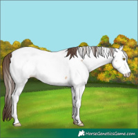 Horse Color:Amber Champagne Roan Appaloosa 
