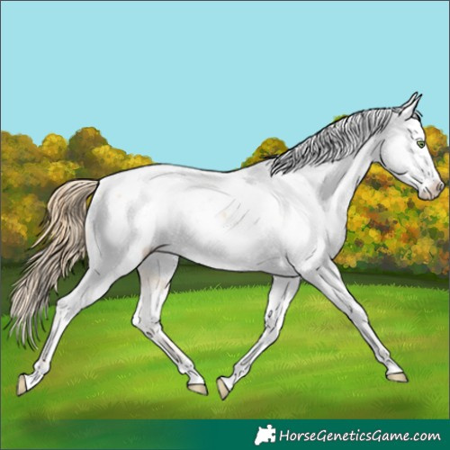 Horse Color:Gold Champagne Dun Appaloosa 