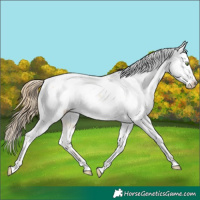 Horse Color:Gold Champagne Dun Appaloosa
