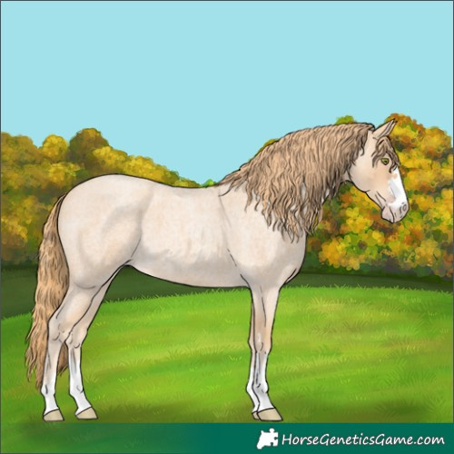Horse Color:Gold Champagne Roan