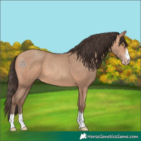 Horse Color:Amber Champagne 