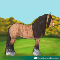 Horse Color:Bay  and Bay Dun 