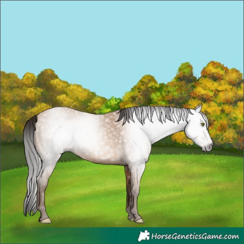 Horse Color:Gray Amber Champagne 