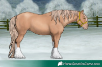 Horse Color:Gold Champagne Tobiano 