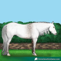 Horse Color:Gray Amber Champagne 