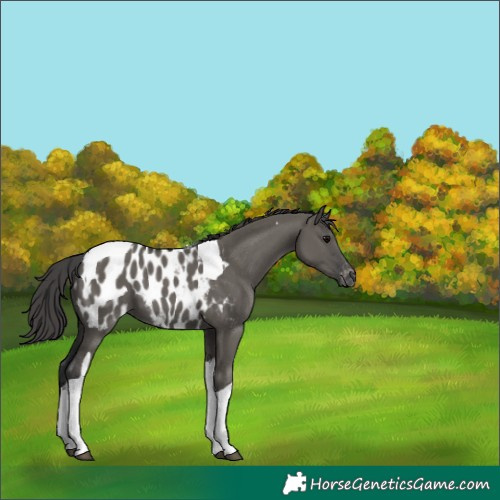 Horse Color:Grullo Tobiano Appaloosa