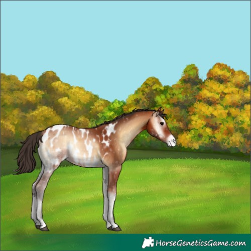Horse Color:Bay Onyx Appaloosa 