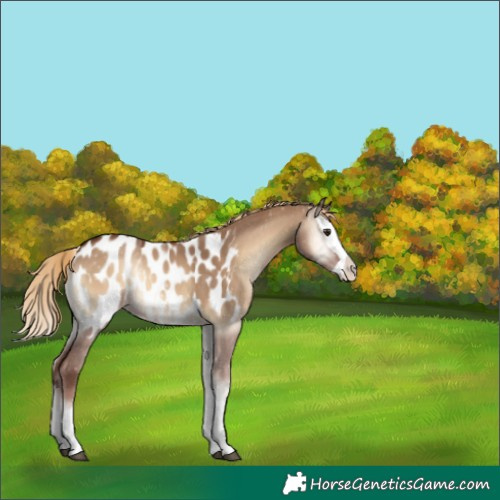 Horse Color:Red Dun Onyx Splash Near Leopard