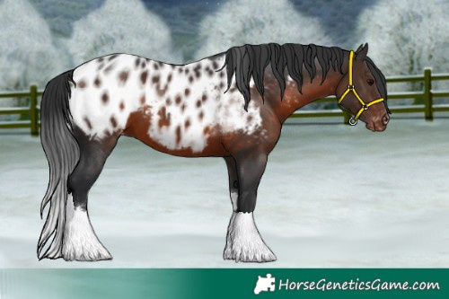 Horse Color:Brown Tobiano Blanket 