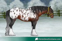 Horse Color:Brown Tobiano Blanket 