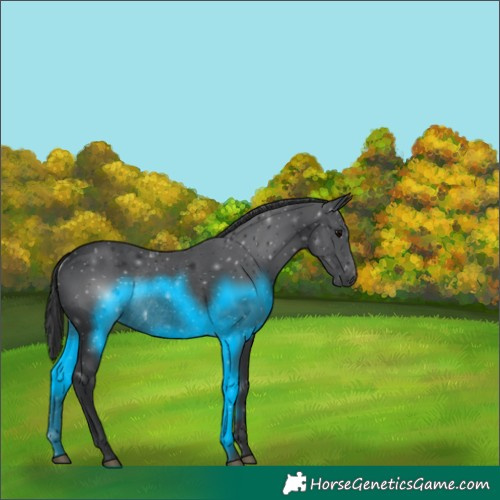 Horse Color:Black Rabicano 