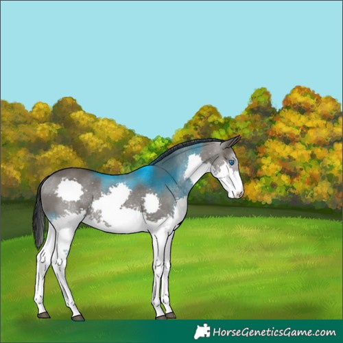 Horse Color:Grullo Splash Rabicano 