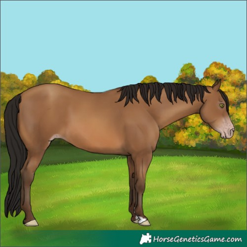 Horse Color:Gray Amber Champagne 