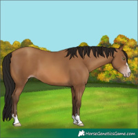 Horse Color:Gray Amber Champagne