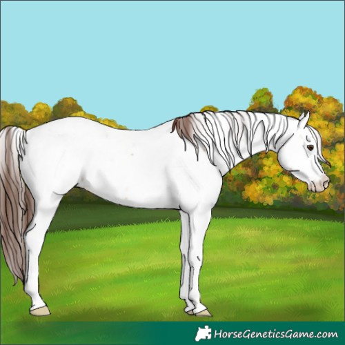 Horse Color:Amber Champagne Onyx Appaloosa 