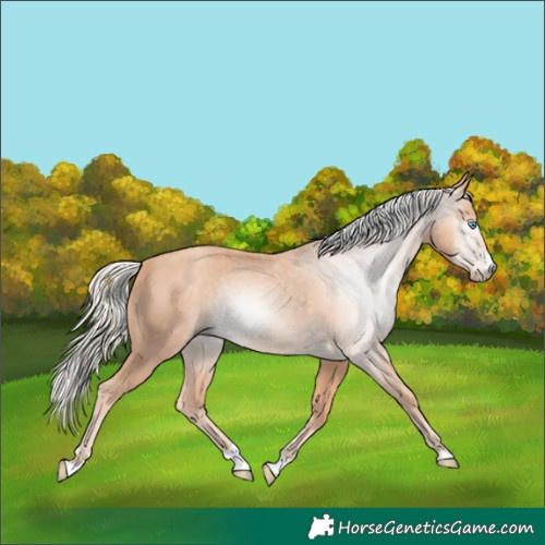 Horse Color:Gray Cremello