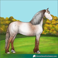 Horse Color:Gray Gold Champagne Rabicano 