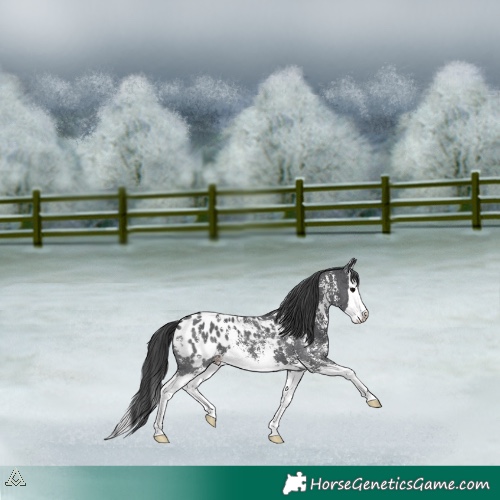 Horse Color:Black Sabino Splash Appaloosa 