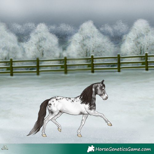 Horse Color:Liver Chestnut Sabino Splash Frame Appaloosa 