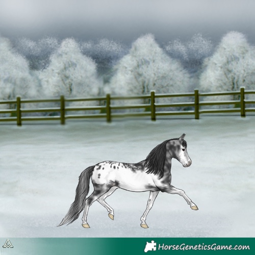 Horse Color:Black Sabino Splash Frame Appaloosa 