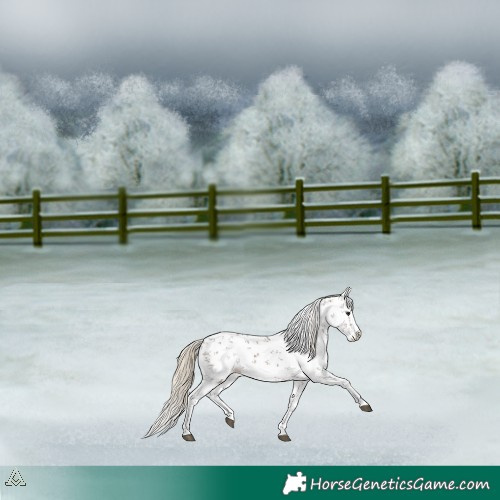 Horse Color:Liver Red Dun Sabino Splash Appaloosa 