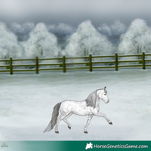 Horse Color:Grullo Sabino Splash Blanket 