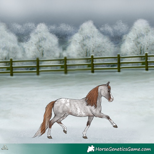 Horse Color:Liver Red Roan Sabino Splash Blanket