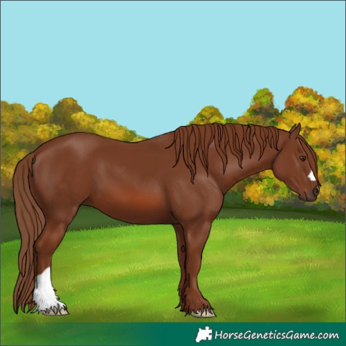 Horse Color:Chestnut 